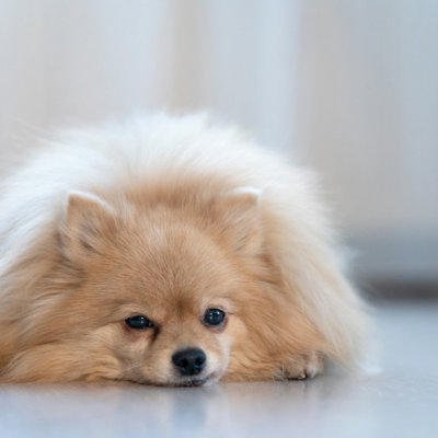 犬は痛みを隠そうとすることがある, 犬が『痛い』と思っているときにみせる行動５選, 1.触られるのを嫌がる, 2.いつもより動きを躊躇する, 3.呼吸が浅くパンティングを繰り返す, 4.同じ場所をずっと舐める, 5.違和感のある歩き方を見せる, 愛犬が痛そうにしているときの注意点は？, 愛犬が「痛い」と言っているときの対処法, まとめ, 犬が『痛い』と思っているときにみせる行動５選 見逃したくないサインや注意点まで