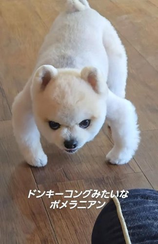 &nbsp;&ldquo;年に2〜3回&rdquo;見せる不思議なポーズ, 関節ケアや体重管理も意識, 「子どもと同じくらい大切な存在」, 関連記事, 「ドンキーコングみたい」独特な座り方で飼い主をガン見する犬さん「メンチ切ってカッコいいね」健康を心配する声も