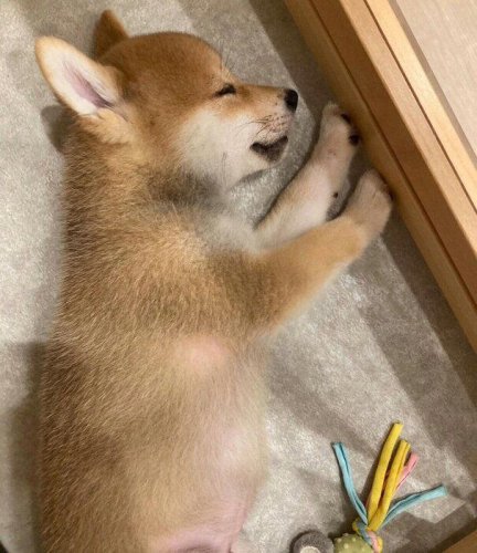 遊び疲れて&ldquo;電池切れ&rdquo;していた柴犬の子犬&rarr;2才目前の今、飼い主の膝の上でスヤスヤ眠る甘えん坊に成長