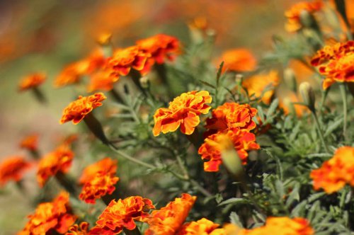 How Is Deadheading Different From Pruning?, How Often Should You Deadhead Your Garden?, Plants to Deadhead in June, Marigold, Petunia, Geraniums, Daylilies, Rose, Salvia, Top 6+ plants you should deadhead in June to keep them blooming all summer