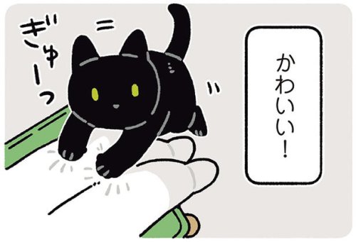 「早くかまって」の合図がかわいい! 11歳になった黒猫ろん