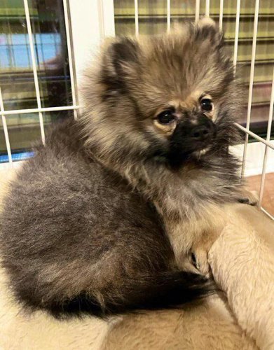 怖がりだった生後3カ月のポメラニアン子犬&rarr;約4カ月後、負けん気の強い活発なコに成長！飼い主さんにとって&ldquo;相棒&rdquo;のような存在に