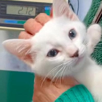 動物病院での診察中、ママにすがりつく子猫&rarr;成長した結果&hellip;愛おしすぎる『現在の光景』が23万再生「中身はまだまだ子供」「とってもえらい」
