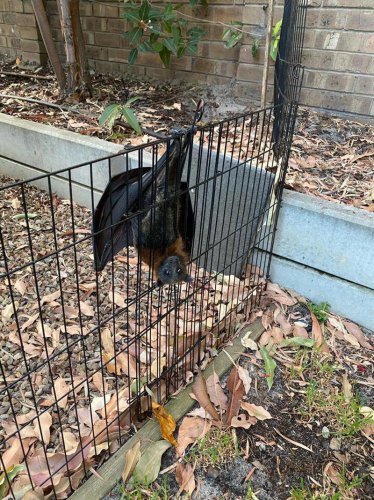 Dog going 'ballistic' in backyard leads man to a startling discovery