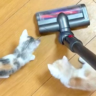 掃除機をかけた結果&rarr;「子猫が怖がるかな」と思いきや&hellip;予想とは裏腹な「尊いリアクション」が話題「可愛い」「おもちゃだと思っているんかな」
