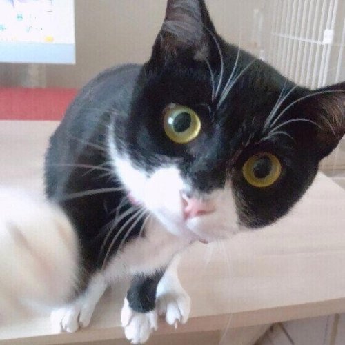 猫が「自分からちょっかいをかける」のはどんな人? 調査＆獣医師解説