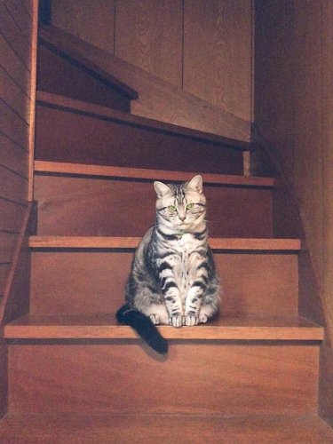 売れ残りだった子猫が愛猫に, 右後ろ足のコブから始まった闘病生活, 2度の切除手術と3カ月間の放射線治療, 最期まで求め続けた&ldquo;手のひら枕&rdquo;, 「やり切った」と思えた闘病生活の終わり, 知名度が低い「注射部位肉腫」を猫飼いの共通課題にしたい, 関連記事, 「ワクチン接種は打つ箇所に気をつけて」発症率0.01%の注射部位肉腫&hellip;&hellip;病と闘い、星になった愛猫スピカの飼い主が訴える注意喚起
