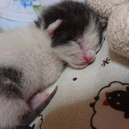 雨の中、へその緒が付いたまま鳴いていた子猫を保護&rarr;5才の今、飼い主を見守る&ldquo;親分肌&rdquo;なコに成長