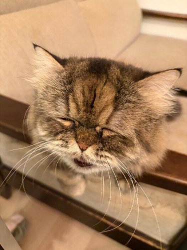 偶然撮れた猫のクシャクシャ顔にクスッ！ 「10才くらい老けました？」とツッコミたくなる愛らしい表情に約1.8万&ldquo;いいね&rdquo;