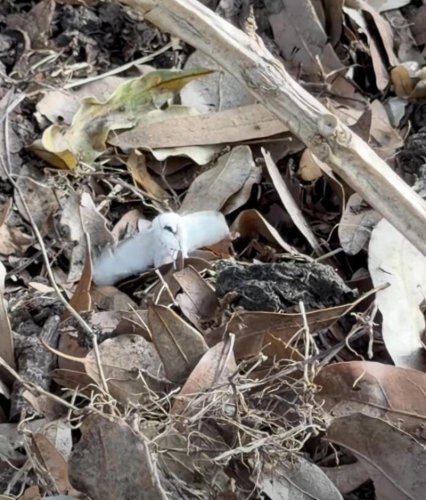 Woman watering yard spots 2-inch &lsquo;owl&rsquo; in leaf pile &mdash; then takes a closer look