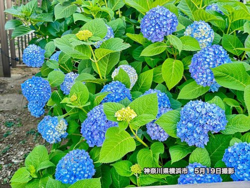 小さな変化も気候変動のしるし?, 開花日を決めるのは気温？ 湿度？ 雨？, 直前3ヵ月の気温が影響？, 開花前線の速度も加速, 桜だけじゃない? 温暖化で紫陽花(アジサイ)の開花前線に変化