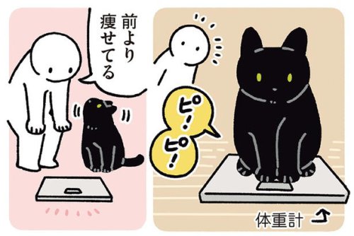 「体重減ってる?」からの即ダッシュ。黒猫ろんのわかりやすすぎる行動