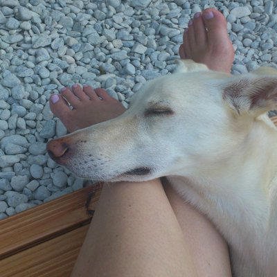 犬が足の上に乗ってくるポジティブな心理, 飼い主さんに甘えたいから, 飼い主さんに近づきたいから, 飼い主さんを守りたいから, 寝心地が良いから, 犬が足の上に乗ってくるネガティブな心理, 不安を抱えているから, 優位性を示したいから, まとめ, 犬が「足の上に乗ってくる」心理6選 可愛い行動の裏にある本当の理由とは?