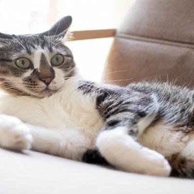 猫が『イカ耳』をするときの心理, 1.警戒して周囲の様子をうかがっている, 2.不満やイライラを感じている, 3.恐怖や強いストレスを感じている, 気持ちを見分けるコツや接するときの注意点, まとめ, 猫が『イカ耳』をするときの心理3つ 気持ちを見分けるコツや接するときの注意点