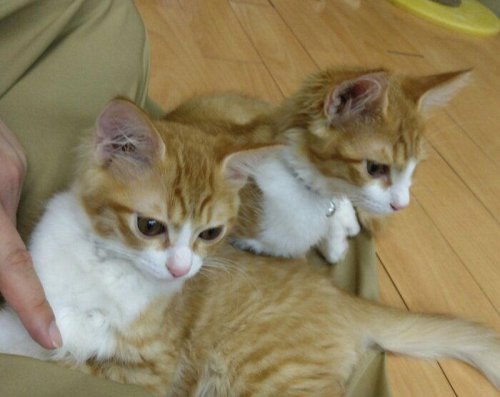 保護猫カフェで出会った兄弟子猫をお迎え&rarr;3才になっても変わらぬやんちゃさと深い絆に癒される
