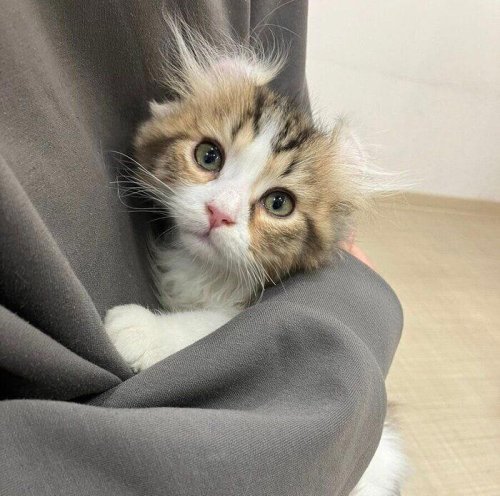 初抱っこで手をペロペロしてくれた子猫&rarr;生後9カ月の今、元気のない飼い主の枕元におもちゃを運ぶコに成長