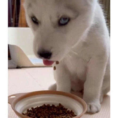 ゴハン中にフードをポロポロこぼすハスキーの子犬 &ldquo;口元ゆるめ&rdquo;なあどけない姿に思わずほっこり