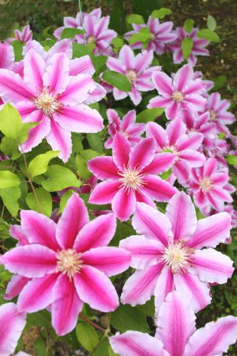 Clematis (Clematis spp.), Honeysuckle (Lonicera spp.), Morning Glory (Ipomoea purpurea), Wisteria (Wisteria frutescens), Bougainvillea (Bougainvillea spp.), Butterfly Vine (Mascagnia macroptera), Climbing Carolina Aster (Ampelaster carolinianus), Climbing Roses (Rosa spp.), Rocktrumpet (Mandevilla spp.), Madagascar Jasmine (Stephanotis floribunda), Cup and Saucer Vine (Cobaea scandens), Crossvine (Bignonia capreolata), Climbing Nasturtium (Tropaeolum majus), Trumpet Vine (Campsis radicans), Passionflower Vines (Passiflora spp.), Porcelain Flower (Hoya carnosa), Blue Sky Vine (Thunbergia grandiflora), Cypress Vine (Ipomoea quamoclit), Japanese Hydrangea Vine (Hydrangea hydrangeoides), Star Jasmine (Trachelospermum jasminoides), Scarlet Runner Bean (Phaseolus coccineus), Carolina Jessamine (Gelsemium sempervirens), Firecracker Vine (Pyrostegia venusta), Climbing Hydrangea (Hydrangea petiolaris), Moonflower (Ipomoea alba), Want more privacy and cottage-garden charm? Try these fast-growing flowering vines