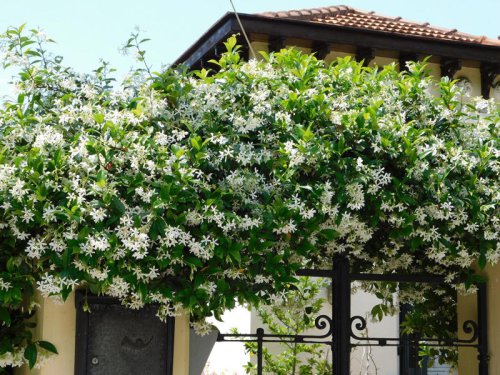What Is Star Jasmine?, Where to Plant Star Jasmine, How to Plant Star Jasmine, How to Care for Star Jasmine, Common Pests and Diseases, Star Jasmine FAQs, This easy-care plant will make your yard smell incredible all summer long