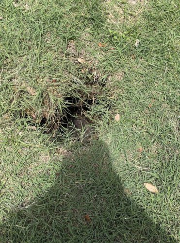 Firefighters peer into tiny hole and find a 200-pound dog trapped underground