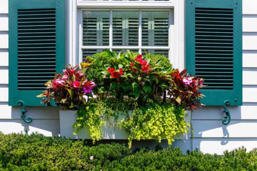 Clemantis, Fountain Grass, Creeping Jenny, Geraniums, Salvia, Sedum, Kalanchoe, Lavender, Spikes, Top 9+ container plants that thrive in full sun&mdash;even in scorching heat
