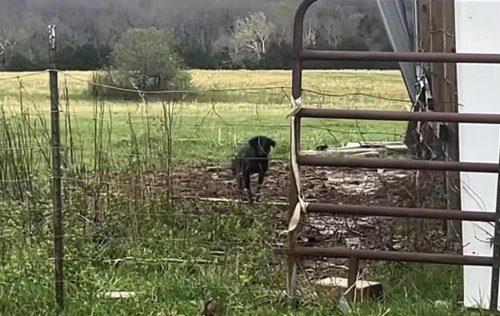 Farmer spots mysterious dog pacing near shed &mdash; and realizes she&rsquo;s hiding something