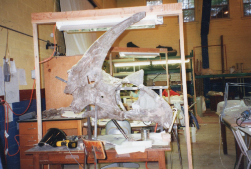 World record fossil in Norman museum