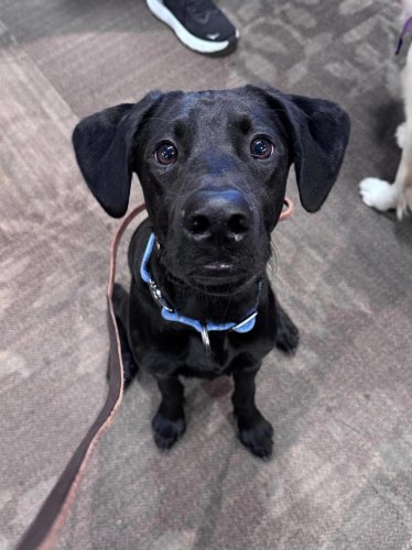 She thought she adopted a Labrador puppy &mdash; a DNA test revealed his rare breed