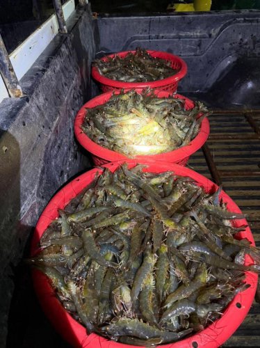 &lsquo;อุปนายกสมาคมกุ้งไทย&rsquo; วอน &lsquo;อนุทิน&rsquo; เร่งเจรจา &lsquo;มาเลเซีย&rsquo; ก่อนสูญปีละ 4,000 ล้าน