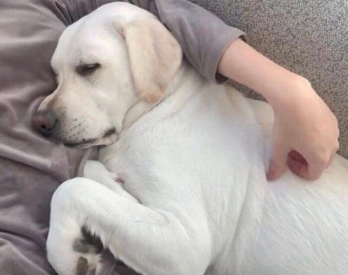 32kgのラブラドールが飼い主にぴったり密着して熟睡! 行動に見られる心理を獣医師が解説