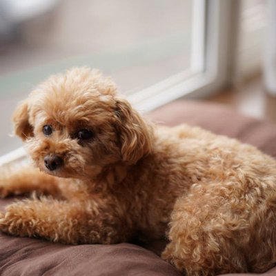 犬が短命になる飼い主の『親バカ行為』5選, 1.人間の食べ物の与えすぎ, 2.要求にすべて応える, 3.どこでも連れて行く, 4.しつけをしない, 5.過度にかまいすぎる, 愛犬の健康に悪影響を与える危険行為とは？, まとめ, 犬が短命になる飼い主の「親バカ行為」5選 愛犬の健康に悪影響を与える危険行為とは?