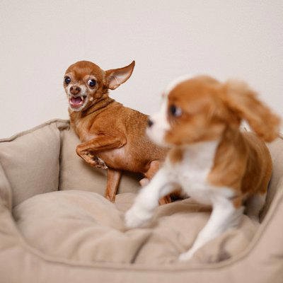犬見知りな犬がよくする行動, 1.飼い主の後ろに隠れて出てこなくなる, 2.視線をそらしたり顔をそむけたりする, 3.身動きできずに固まってしまう, 愛犬を社交的な性格に育てるコツ, 犬見知りな愛犬のために飼い主がすべき配慮, まとめ, 『犬見知りな犬』がよくする行動3つ 社交的な性格に育てるコツや飼い主がすべき配慮まで