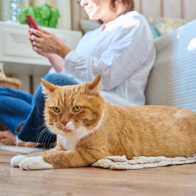 「飼い主に嫌われたと」勘違いさせるNG行為4選, 1.無視をする, 2.大きな声で叱る, 3.留守番などで長時間放置する, 4.猫の要求に応えない, 関係を回復するためのポイント, まとめ, 猫が『飼い主に嫌われた』と勘違いするNG行為4選 誤解が生まれる理由から関係回復のポイントまで