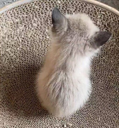 &ldquo;フワフワした落花生&rdquo;みたいだった「2頭身時代」の保護子猫&rarr;2才の今は、飼い主さんだけに甘えるコに成長