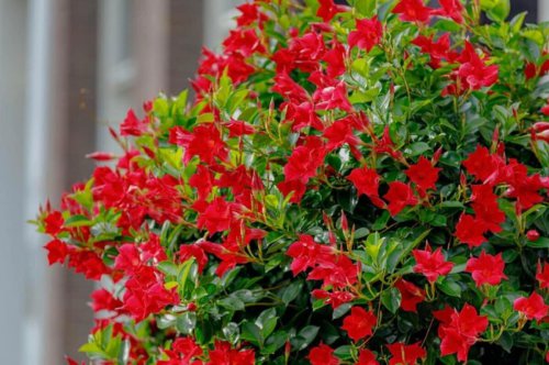 この記事で紹介する「夏にゴージャスな花が楽しめる植物」, 暑さに強い！夏咲きでゴージャスな花が楽しめる《主役級の植物》植物3選, スラリと伸びた姿が存在感抜群の「グラジオラス」, 南国風の花がおしゃれなつる性植物「マンデビラ」, あふれるように咲き誇る「ペチュニア」, まとめにかえて, 暑さに強い!夏咲きでゴージャスな花が楽しめる《主役級の植物》3選