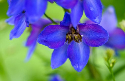 1. Alpine Delphinium (Delphinium elatum), 2. Peony (Paeonia officinalis), 3. Red Azalea (Rhododendron simsii), 4. Bearded Iris (Iris germanica), 5. Tall Garden Phlox (Phlox paniculata), 6. Dahlia (Dahlia x hybrida), 7. Gardenia (Gardenia jasminoides), Top 7+ pretty but problematic perennials you&rsquo;ll regret adding to your garden
