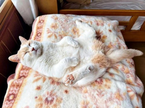 後ろ足パッカーン! 魚ならぬ「猫の開き」爆誕? 大胆すぎる&ldquo;へそ天&rdquo;ポーズで眠る姿に反響 「見事な開脚」「跳び箱スタイルですね」