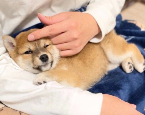 お迎え1週間でパパを全力で信頼していた柴犬の子犬 2才の今も甘える姿に「愛がすごい」
