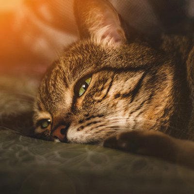 猫が命を落としかねない『飼い主のイタズラ』4つと避けるべき理由, 1.ビニール袋やひもで過度に遊ばせる, 2.驚かせるために大きな音を立てる, 3.無理に仰向けにする・高く持ち上げる, 4.人間の食べ物を面白半分で与える, 取り返しが付かないリスクを防ぐために, まとめ, 猫が命を落としかねない『飼い主のイタズラ』4つ 取り返しが付かないリスクや避けるべき理由も解説