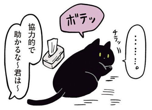協力的すぎる黒猫ろん。ブラッシングも定位置で待機!