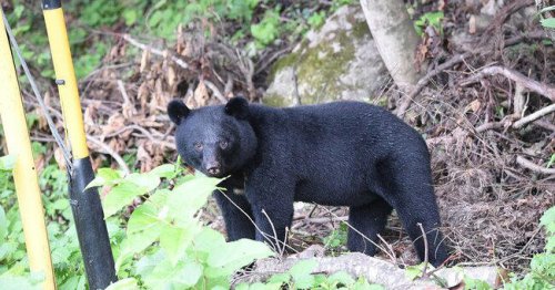 「犬の頭がクマの口にすっぽり&hellip;」それでも母グマがとどめを刺さなかった理由【9回襲われても生還したクマ研究家】