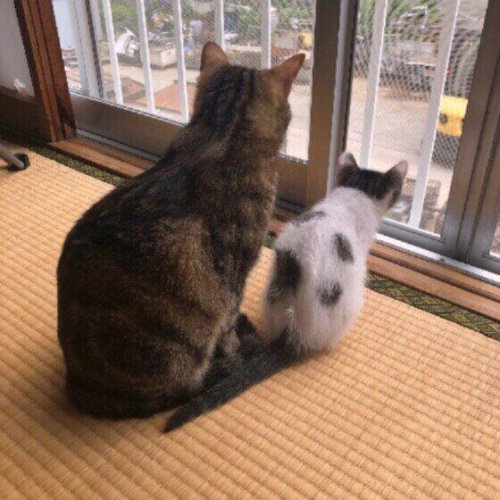 2種以上の異なる種類（品種）の遺伝子をもつ猫, 日本で暮らす猫のうち大半が雑種猫！, 雑種猫の魅力とは？, トラ柄（キジトラ、サバトラ、茶トラ）, 単色の柄なし猫（白・黒・グレー）, ミケ, サビ柄, ブチ柄, 1位：茶&times;白, 2位：キジトラ , 3位：茶トラ, 4位：白猫, 5位：黒&times;白, 雑種の猫とは 特徴や毛柄の種類・ランキングも