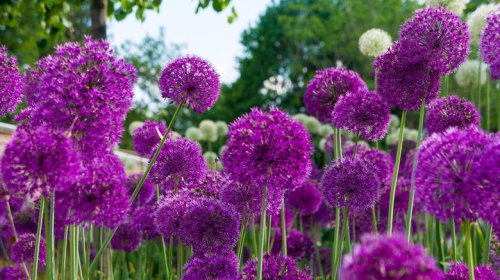 Allium, Salvia, Hyssop, Bleeding heart, Speedwell, Hellebore, Bee balm, Coneflower, Foxglove, Clematis, The ultimate plant list to build the perfect cottage garden