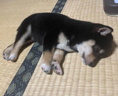 遊び疲れて突然&ldquo;電池切れ&rdquo;した柴犬の子犬&rarr;1才の今、&ldquo;おとなの顔立ち&rdquo;でアピール上手なコに!