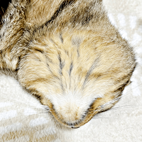 こんなの見たことない?「これが猫の裏側です」 魅惑のもふもふショットに「最高です」「新種の生き物かと思った」反響5万いいね
