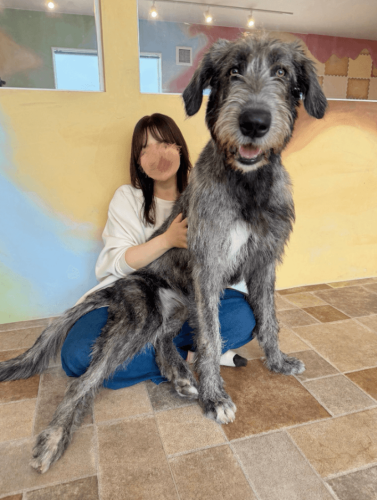 「でか!なに犬ですか?」体重47kg!桁違いの巨大な子犬にネット驚愕「まだデカくなるんだ」「加工かと思った」