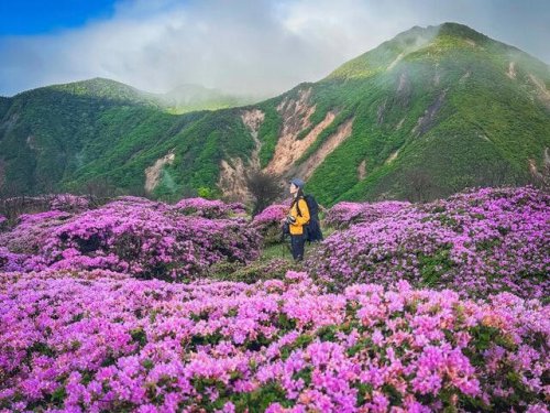 ■ミヤマキリシマとは, ■まず訪れた阿蘇, ■本命のくじゅう連山, ■ハイカー女子の一杯, 【登山】今年は当たり年!「ミヤマキリシマ」に会いに&ldquo;くじゅう&rdquo;へ行ってきました