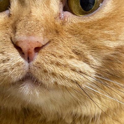 飼い主を『じっと見つめる猫』&rarr;おててを見ると&hellip;&hellip;キュンとくる『優しさあふれる光景』に３万いいね「私もされたい」「ほっこりした」