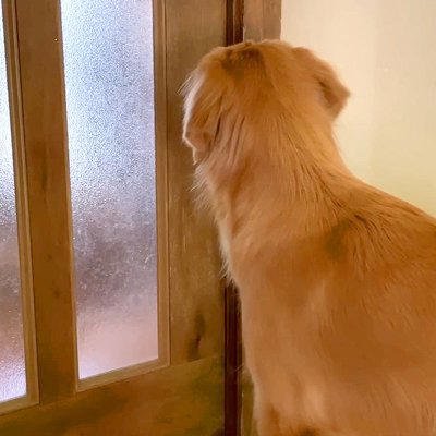 大型犬が『初めてママとふたりっきりでお留守番をした』結果&rarr;『独り占めで喜ぶかな』と思いきや&hellip;予想外な光景に反響「みんな一緒がいいんだね」