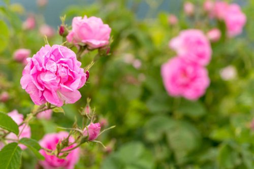 Rose (Rosa spp.), Jasmine (Jasminum), Gardenia (Gardenia jasminoides), Lilac (Syringa vulgaris), Lavender (Lavandula angustifolia), Tuberose (Polianthes tuberosa), Honeysuckle (Lonicera spp.), Plumeria (Plumeria spp.), Peony (Paeonia spp.), Orchid (Orchidaceae spp.), Daphne (Daphne odora), Magnolia (Magnolia grandiflora), Lily of the Valley (Convallaria majalis), Sweet Pea (Lathyrus odoratus), Marigold (Tagetes spp.), Hibiscus (Hibiscus rosa-sinensis), Freesia (Freesia spp.), Clematis (Clematis spp.), Chamomile (Matricaria chamomilla), Dahlia (Dahlia spp.), Nerium Oleander (Nerium oleander), Ginger Lily (Hedychium spp.), Wisteria (Wisteria sinensis), Sweet William (Dianthus barbatus), Phlox (Phlox paniculata), The best flowers to plant for a garden that smells incredible
